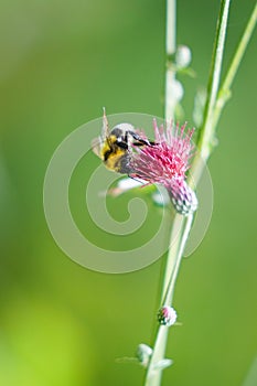 A Honey Bee Collecting Pollen from Flower