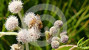 Honey Bee Collecting Pollen on a Flower