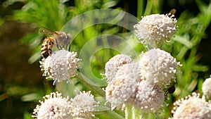 Honey Bee Collecting Pollen on a Flower