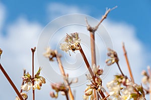 Honey bee collecting pollen from a flower. Bee foraging on a spring flowers. Honey bee collecting nectar.