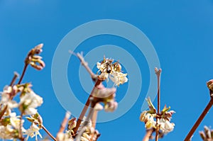 Honey bee collecting pollen from a flower. Bee foraging on a spring flowers. Honey bee collecting nectar.