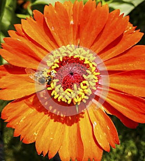 Honey bee collecting pollen on flower , close-up