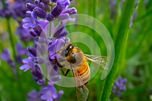 Honey Bee collecting pollen on a flower in the garden, Bee flying, bee on the flower, Super macro bee photography