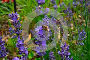 Honey Bee collecting pollen on a flower in the garden, Bee flying, bee on the flower, Super macro bee photography