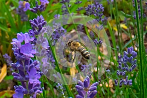 Honey Bee collecting pollen on a flower in the garden, Bee flying, bee on the flower, Super macro bee photography