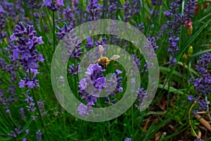 Honey Bee collecting pollen on a flower in the garden, Bee flying, bee on the flower, Super macro bee photography