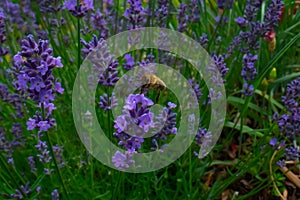 Honey Bee collecting pollen on a flower in the garden, Bee flying, bee on the flower, Super macro bee photography