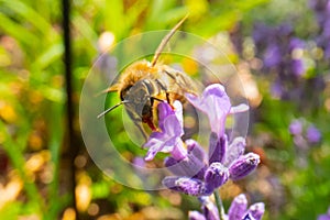 Honey Bee collecting pollen on a flower in the garden, Bee flying, bee on the flower, Super macro bee photography