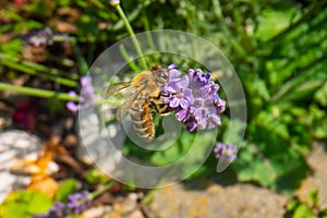 Honey Bee collecting pollen on a flower in the garden, Bee flying, bee on the flower, Super macro bee photography