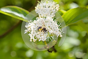 Honey bee collecting pollen at flowers in summer close up