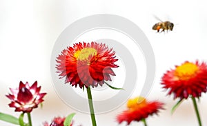 Honey bee collecting pollen from flowers.