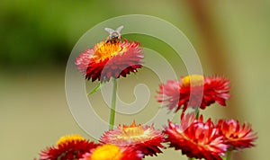 Honey bee collecting pollen from flowers.