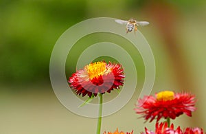 Honey bee collecting pollen from flowers.