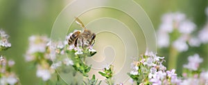 honey bee collecting pollen on flowers of thyme in a garden