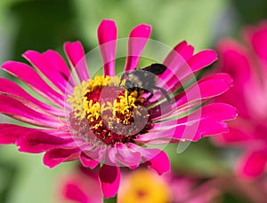 Honey Bee Collecting Pollen in a Hot Pink Zinnia