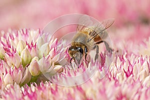 Honey bee collecting pollen on Hylotelephium `Herbstfreude`