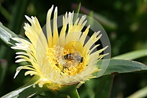 Honey Bee collecting pollen on Ice Plant