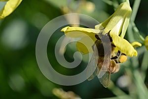 Honey-bee collecting pollen at legs in pollen basket