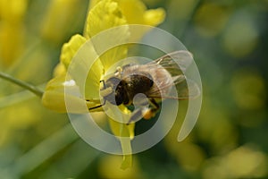 Honey-bee collecting pollen at legs in pollen basket