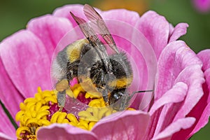 A honey bee collecting pollen and nectar