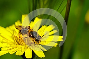 Honey bee collecting pollen and nectar from Dandelion flower Taraxacum. Natural green background