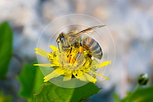 Honey bee collecting pollen and nectar from Golden Daisy flower Euryops Pectinatus