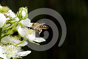 Honey Bee collecting pollen and nectar on white flower of blackberry