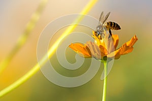 Honey bee collecting pollen and nectar yellow cosmos flower.