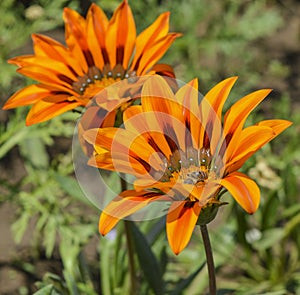 Honey bee collecting pollen on an orange daisy flower