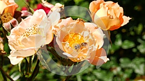 Honey bee collecting pollen from a orange yellow rose . Bee pollinating a flower