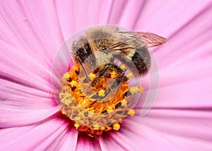 Honey bee collecting pollen from pink flower