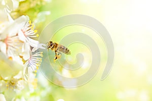 Honey Bee collecting pollen on plum flower against green grass background