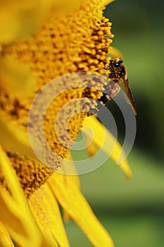 honey bee collecting pollen and pollinating sunflower in summer season, selective focus and blurred background