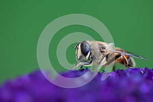 Honey bee collecting pollen on a purple buddleja flower in blur background