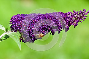 honey bee collecting pollen on a purple buddleja flower in blur background
