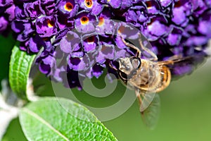 honey bee collecting pollen on a purple buddleja flower in blur background