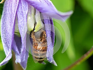 A honey bee collecting pollen in a purple flower.