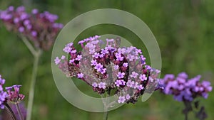 Honey bee collecting pollen on a purple verbena bonariensis flower plant