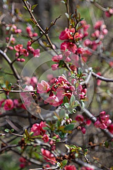 Honey bee collecting pollen from red quince flower