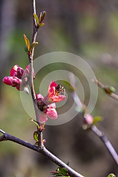 Honey bee collecting pollen from red quince flower
