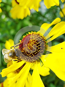 Honey bee collecting pollen on Red sun bride flower, Helenium autumnale. Arnica flower in the garden. wasp.