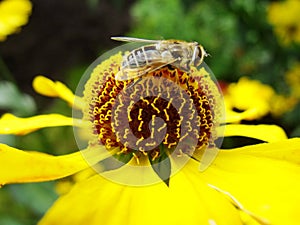 Honey bee collecting pollen on Red sun bride flower, Helenium autumnale. Arnica flower in the garden. wasp.