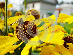 Honey bee collecting pollen on Red sun bride flower, Helenium autumnale. Arnica flower in the garden. wasp.