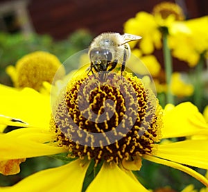 Honey bee collecting pollen on Red sun bride flower, Helenium autumnale. Arnica flower in the garden. wasp.