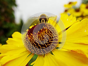 Honey bee collecting pollen on Red sun bride flower, Helenium autumnale. Arnica flower in the garden. wasp.