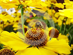 Honey bee collecting pollen on Red sun bride flower, Helenium autumnale. Arnica flower in the garden. wasp.