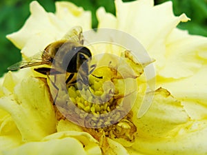 Honey bee collecting pollen on Red sun bride flower, Helenium autumnale. Arnica flower in the garden. wasp.