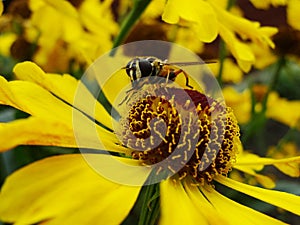 Honey bee collecting pollen on Red sun bride flower, Helenium autumnale. Arnica flower in the garden. wasp.