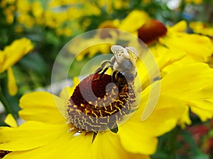 Honey bee collecting pollen on Red sun bride flower, Helenium autumnale. Arnica flower in the garden. wasp.