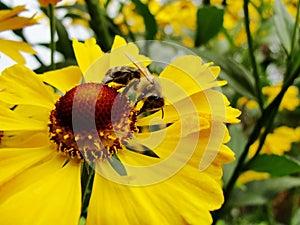 Honey bee collecting pollen on Red sun bride flower, Helenium autumnale. Arnica flower in the garden. wasp.